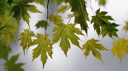 Isolated green maple leaf as a spring, summer, and autumn icon on a white background