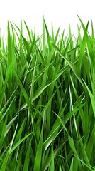 Obraz premium Dense, vibrant green grass blades in a close-up shot, highlighting the fresh, healthy texture and lush growth with a clear white background.