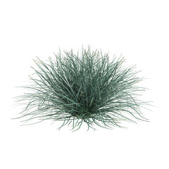 3d illustration of Lomandra filiformis bush isolated on transparent background