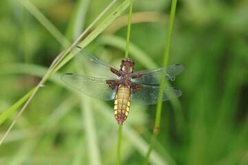 Libellule déprimée (Libellula depressa)
Libellula depressa on an unidentified flower or plant
