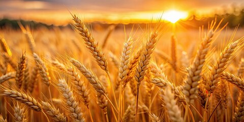 Close-up of golden wheat ears in a field illuminated by the soft light of the setting sun, wheat, golden, field, illuminated