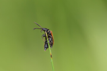 Drile jaunâtre (Drilus flavescens)
Drilus flavescens in its natural element
