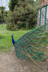 Obraz premium A beautiful peacock walks in the park.