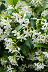 White small beautiful clematis flowers Clemantis.