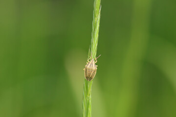 Fototapeta premium Aélie commune (Aelia acuminata) Aelia acuminata in its natural element 