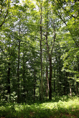 Summer forest. Hiking in the mountains, green forest.