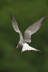 Closeup rear shot of a tern (Sternidae) in mid-flight with wings spread on a sunny day