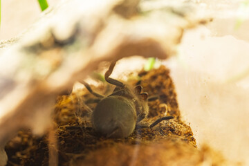 Mexican Red Knee Tarantula Juvenile Spider Molting