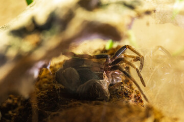 Mexican Red Knee Tarantula Juvenile Spider Molting