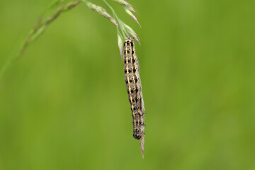 Téniocampe ambiguë --- Orthosie farineuse (Orthosia cruda)
Orthosia cruda in its natural element
