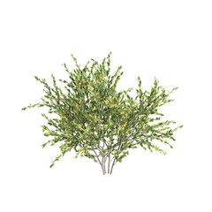 3d illustration of Acacia paradoxa bush isolated on transparent background