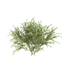 3d illustration of Acacia paradoxa bush isolated on transparent background