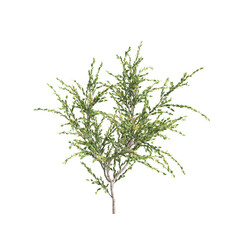 3d illustration of Acacia paradoxa bush isolated on transparent background