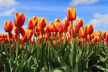  Vibrant Dutch Yellow Tulips: Close-up Floral Beauty © mstudio