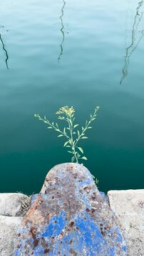 The plant sways in the wind against the backdrop of emerald water in Havana. Pier in the background of mast reflections in the port of Grao in Spain