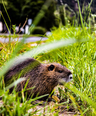 muskrat in the grass