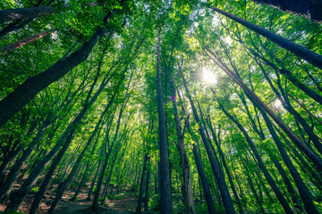 Sunlight streams through the dense canopy of a lush beech forest in Boyana Park, Sofia, Bulgaria. The tall trees form a network of branches and leaves, creating a verdant and tranquil atmosphere