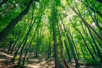 Sunlight streams through the dense canopy of a lush beech forest in Boyana Park, Sofia, Bulgaria. The tall trees form a network of branches and leaves, creating a verdant and tranquil atmosphere