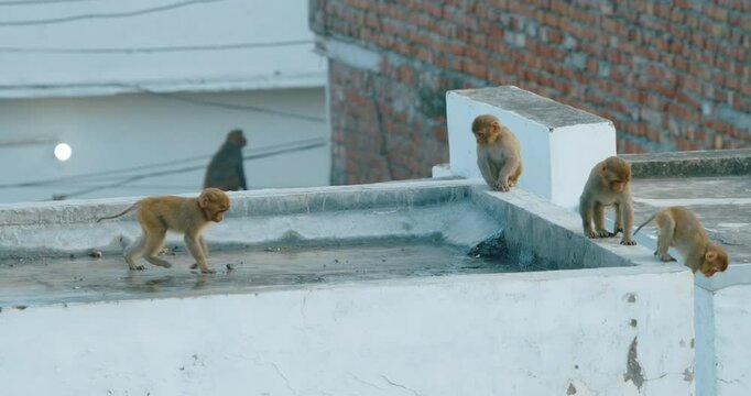Monkeys is drink water from roof. Monkeys open the taps of water tanks, wanting to drink. Bonnet Macaque - Macaca Radiata Or Zati fast running on roof