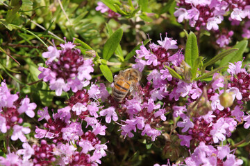 Abeille domestique --- Abeille mellifère (Apis mellifera)
Apis mellifera on an unidentified flower or plant
