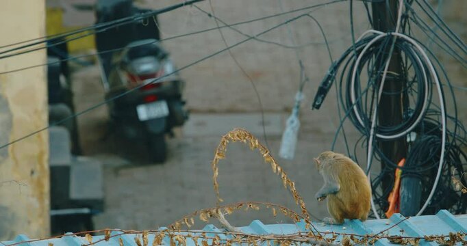 Monkey is siting on wall and eating flatbread with cheese. Bonnet Macaque - Macaca Radiata Or Zati on street. Monkey sit in roof. India