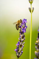 Biene auf Lavendelblüte im Sommer