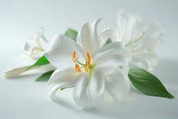 white lily on white background and buds