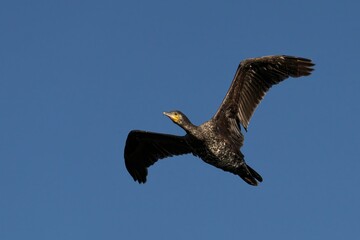 Low angle shot of a cormorant (Phalacrocoracidae) in flight against a clear blue sky on a sunny day