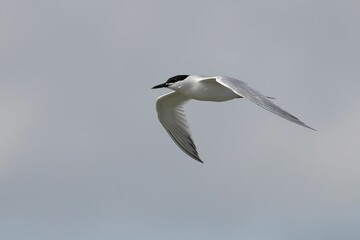 Sandwich Tern bird in mid-flight with wings spread against cloudy sky on a sunny day