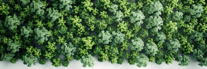 Enchanting Lush Green Forest Top View Isolated on White Background - 3D Illustration Doodle Style