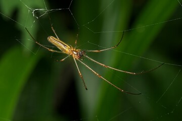Close-up of a Common Stretch Spider (Tetragnatha Extensa) on its web, with blur green background