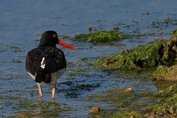 Rear shot of an oystercatcher bird (Haematopus) standing in shallow water with green algae on rocks
