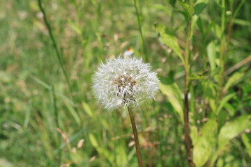 dandelion in the grass