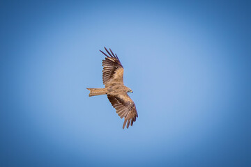 eagle in flight