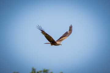 eagle in flight