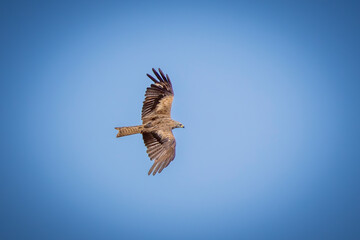 eagle in flight