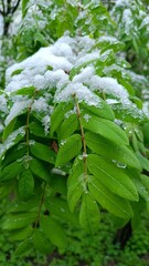 a green branch in spring, which was unexpectedly covered with icy snow