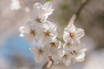 桜の花の枝