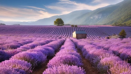 Gardinen Field of lavender in full bloom © Awan