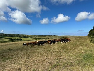 Herd of cows in a field on a sunny day in Cornwall, UK