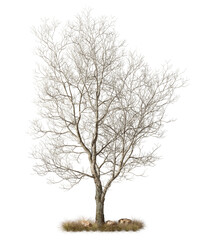 Solitary wilderness tree on dry grass landscape isolated transparent backgrounds 3d rendering png