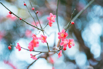 ピンク色の梅の花