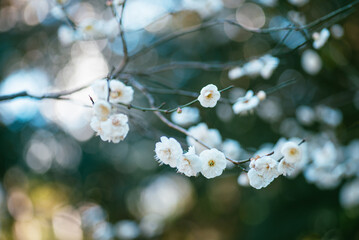 白い梅の花