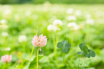 Obraz premium 野原に咲くクローバーのピンクの花と四つ葉のクローバー