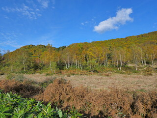 志賀高原 平床付近の紅葉