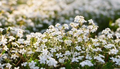 beautiful background with small white flowers