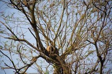 Big tree with leafless branches against blue sky on a sunny day in Villa Maria, Cordoba, Argentina