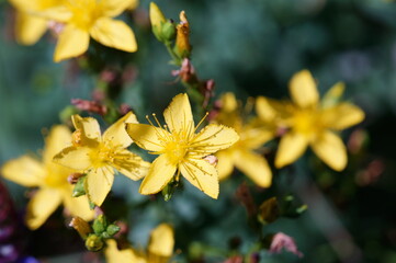 The blooming St. John's wort flower. Medicinal herbs.