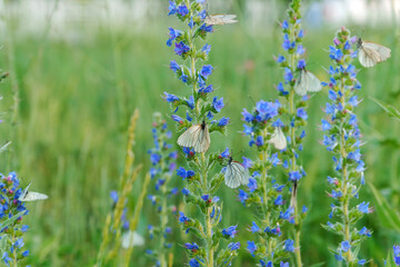 Butterflies create a mesmerizing dance as they flit between the petals, highlighting the colors and textures of the natural world.