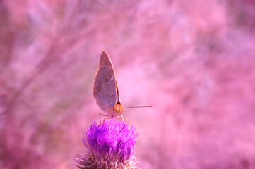 A mother-of-pearl butterfly on a flower. Beautiful bright background.
